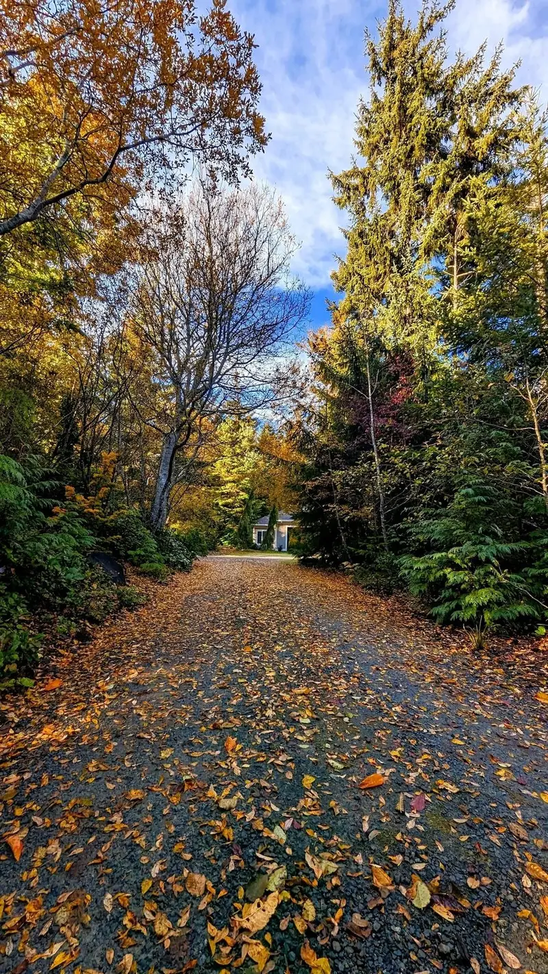 Autumn on the Drive