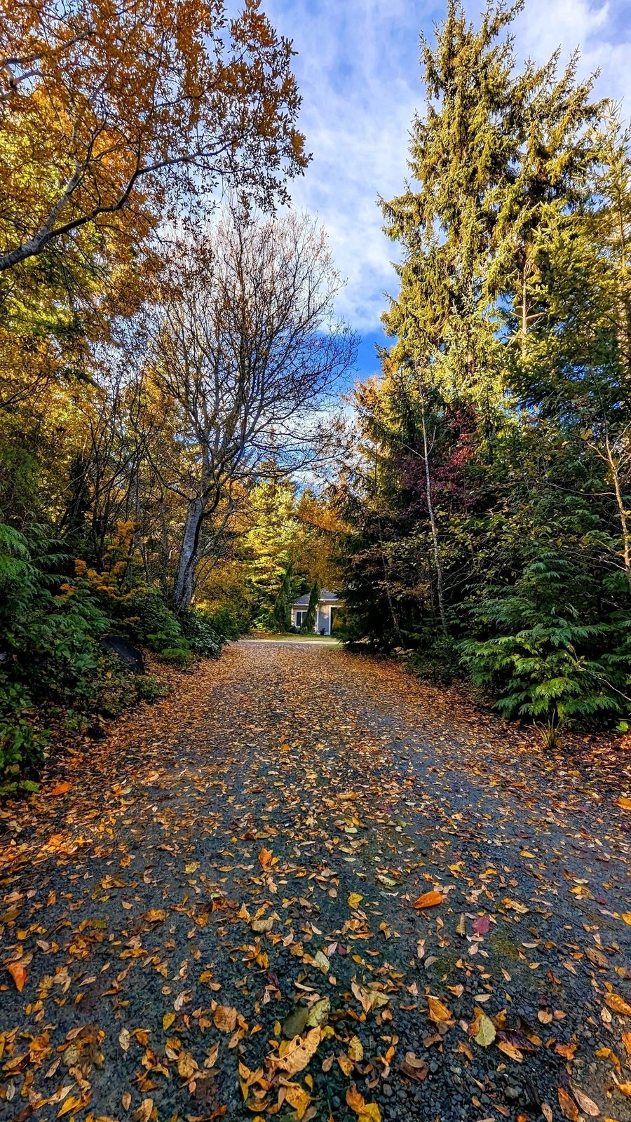 The entry road to The Bandon House covered in golden autumn leaves